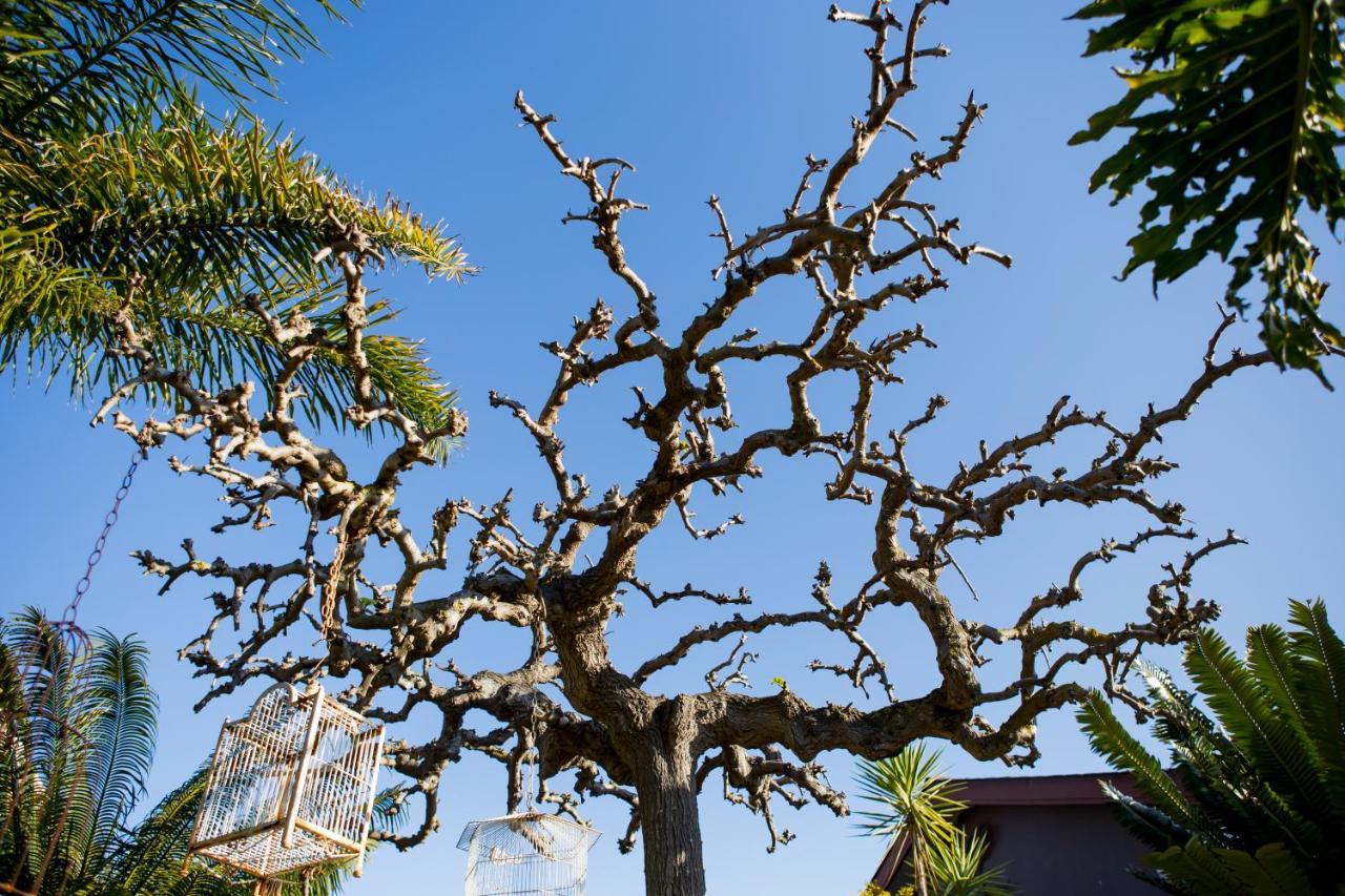 B&B Vinboho Cape Town Bagian luar foto